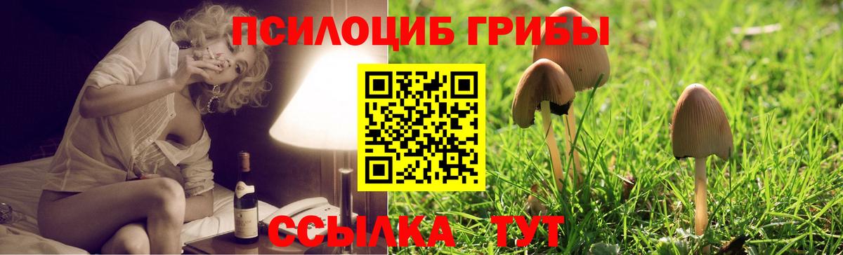 Сокол  Галлюциногенные грибы ЛСД  Вход с VPN  Псилоцибиновые грибы Psilocybine cubensis 